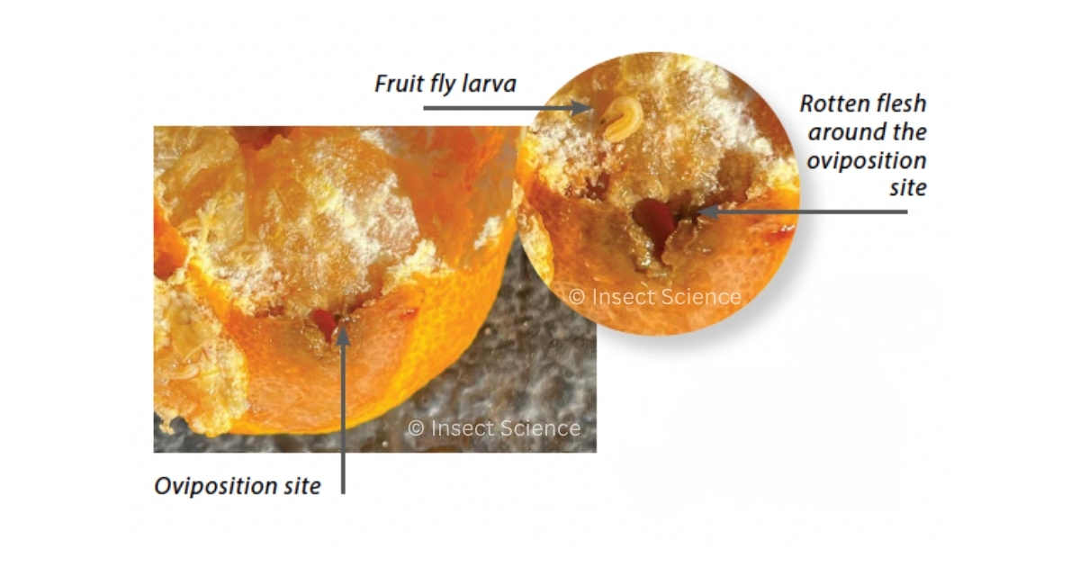 Fruit fly puncture marks and larvae inside fruit flesh